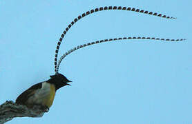 King of Saxony Bird-of-paradise