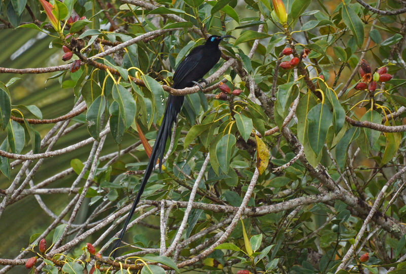 Black Sicklebill male