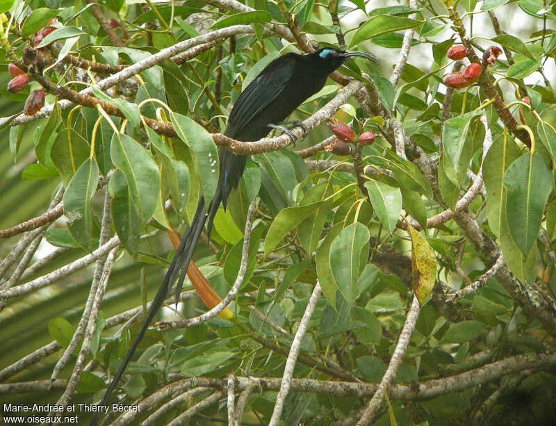 Black Sicklebill male adult