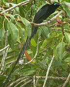 Black Sicklebill