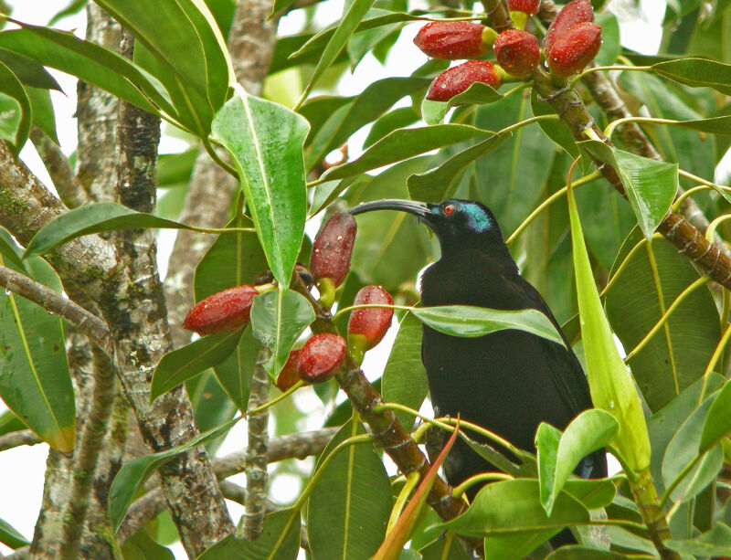 Black Sicklebill male