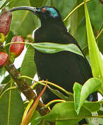 Black Sicklebill