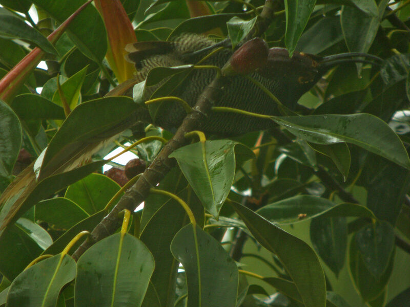 Black Sicklebill female