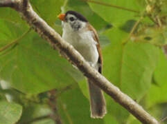 Black-headed Parrotbill