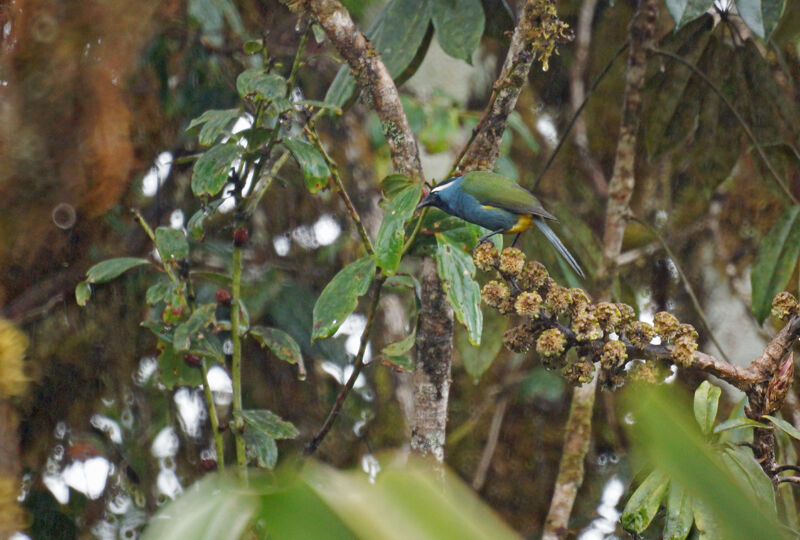 Eastern Crested Berrypecker