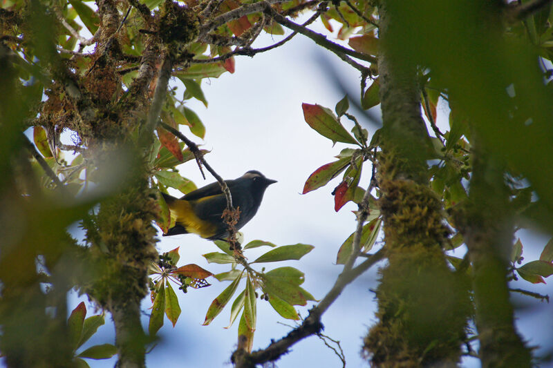 Crested Berrypecker