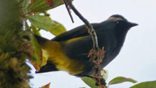 Crested Berrypecker