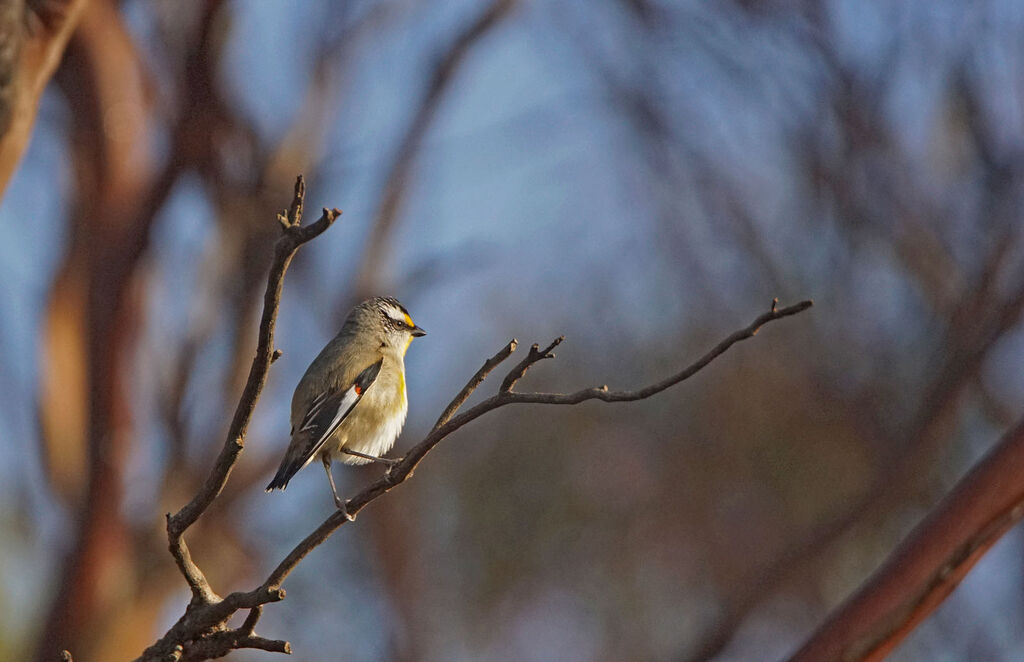 Striated Pardalote