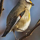 Pardalote à point jaune