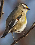 Striated Pardalote