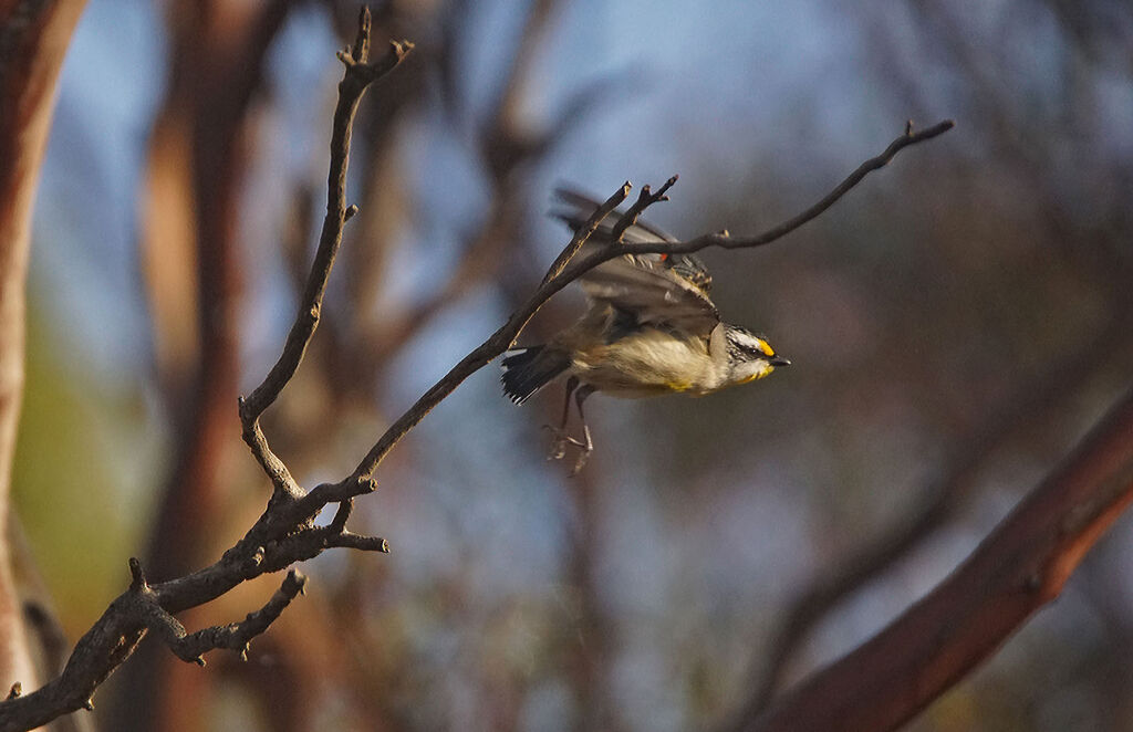 Pardalote à point jaune