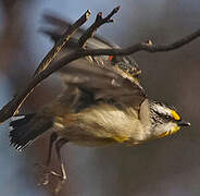 Striated Pardalote