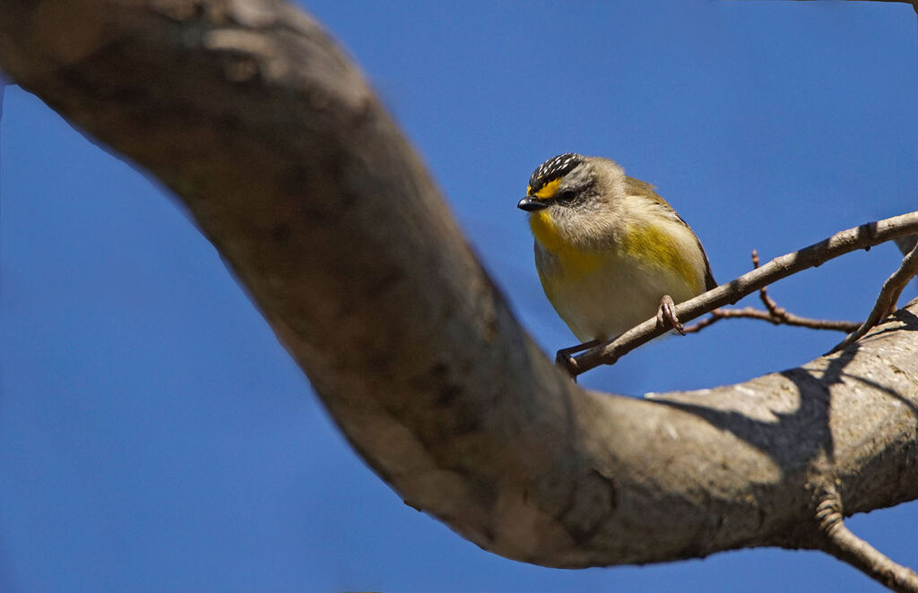 Pardalote à point jaune