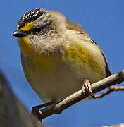 Pardalote à point jaune