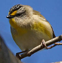 Pardalote à point jaune