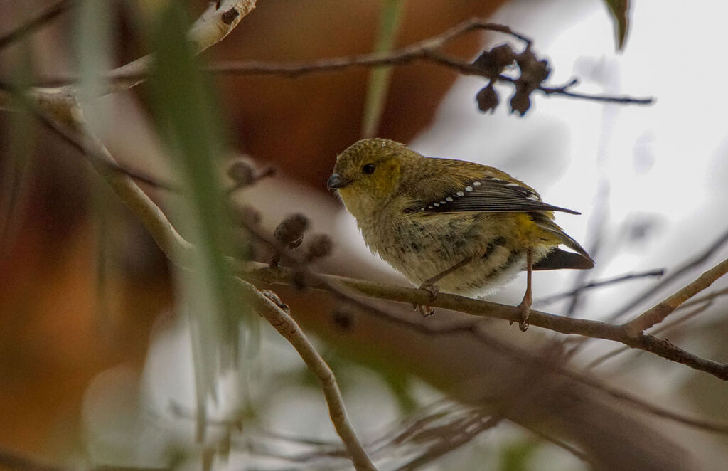 Pardalote de Tasmanie