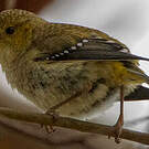 Pardalote de Tasmanie