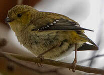 Pardalote de Tasmanie