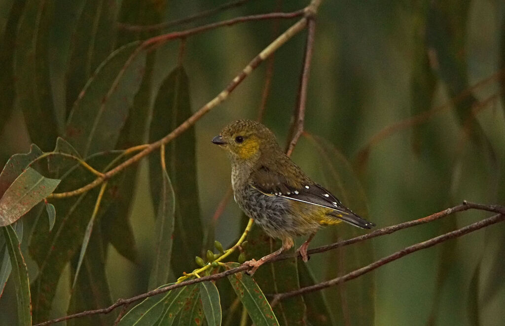 Pardalote de Tasmanie