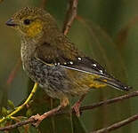 Pardalote de Tasmanie