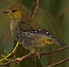 Pardalote de Tasmanie