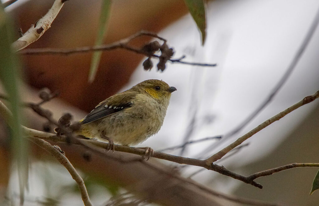 Forty-spotted Pardalote