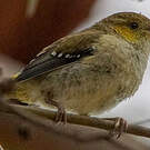 Pardalote de Tasmanie