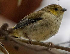 Forty-spotted Pardalote