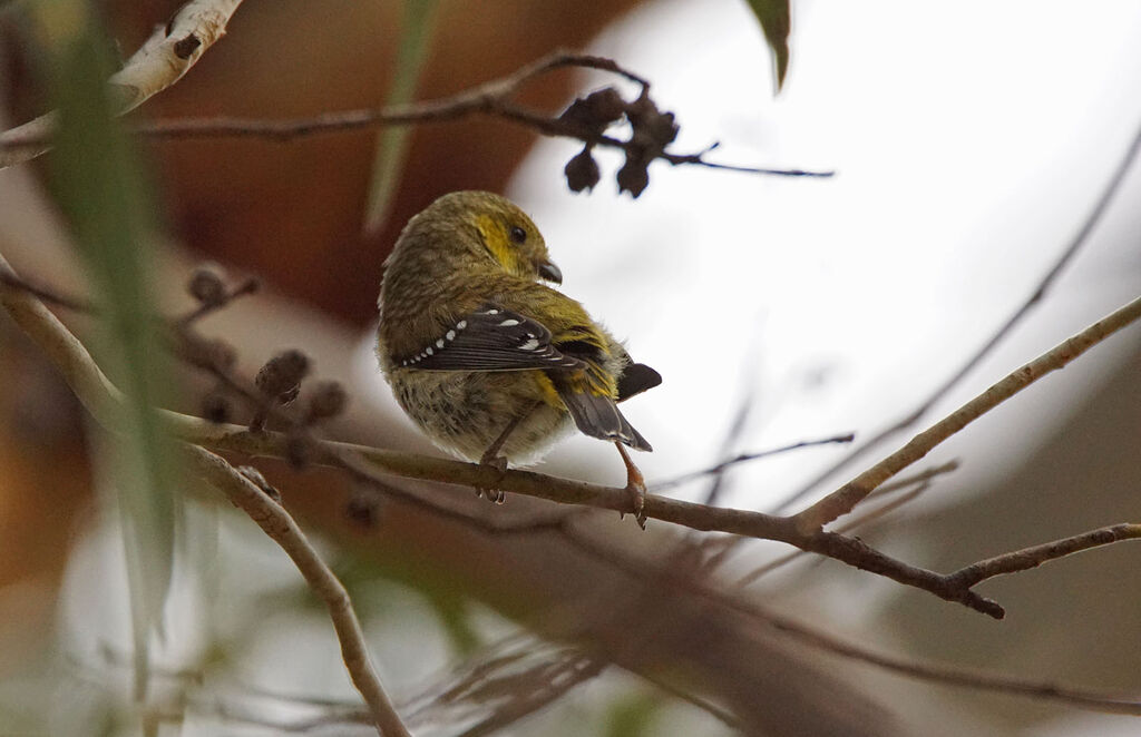 Forty-spotted Pardalote