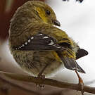 Pardalote de Tasmanie