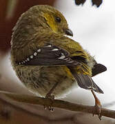 Forty-spotted Pardalote