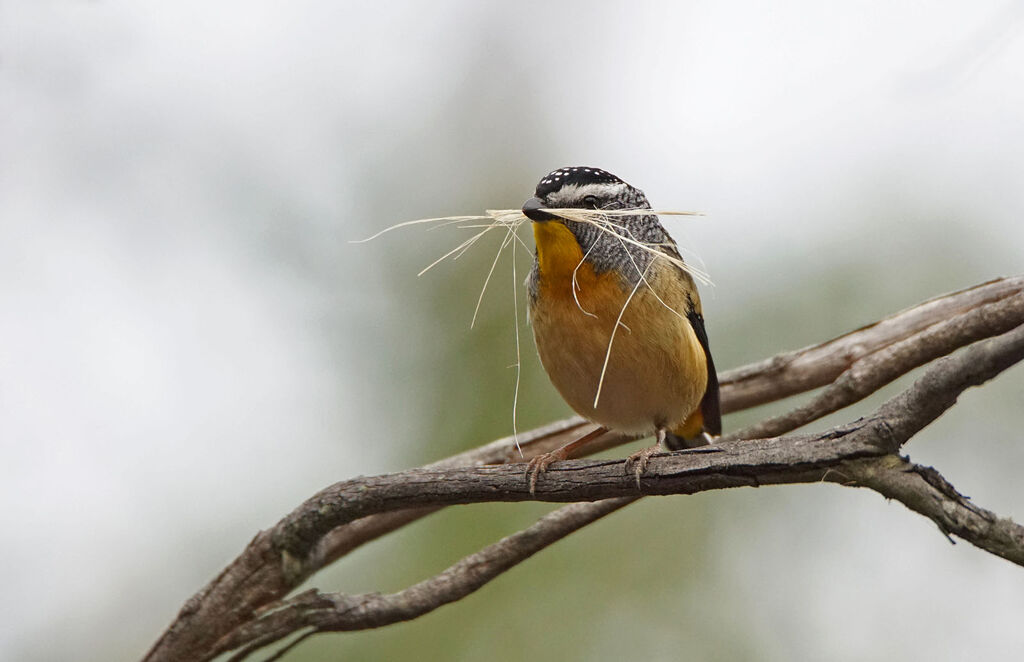 Pardalote pointillé