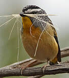 Pardalote pointillé