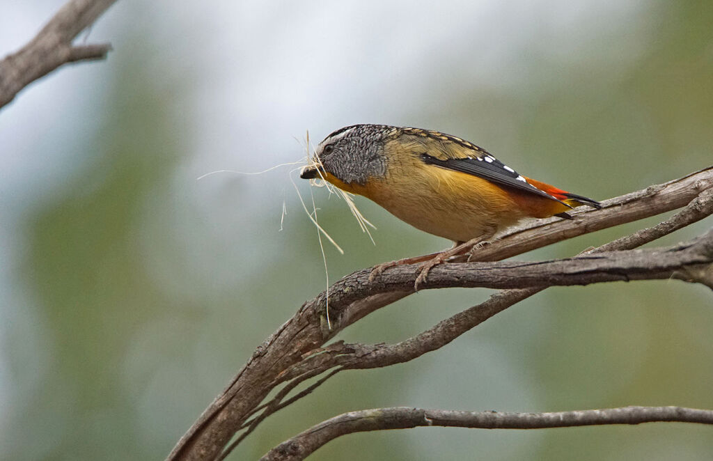 Spotted Pardalote