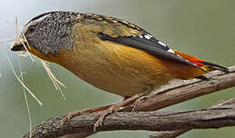 Pardalote pointillé