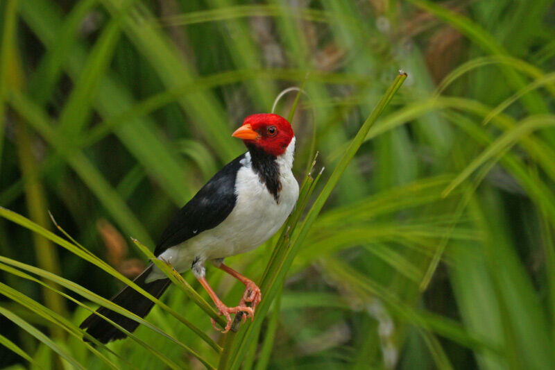 Yellow-billed Cardinal