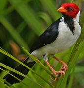 Yellow-billed Cardinal