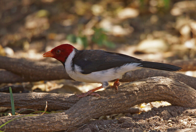 Yellow-billed Cardinal