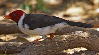 Yellow-billed Cardinal