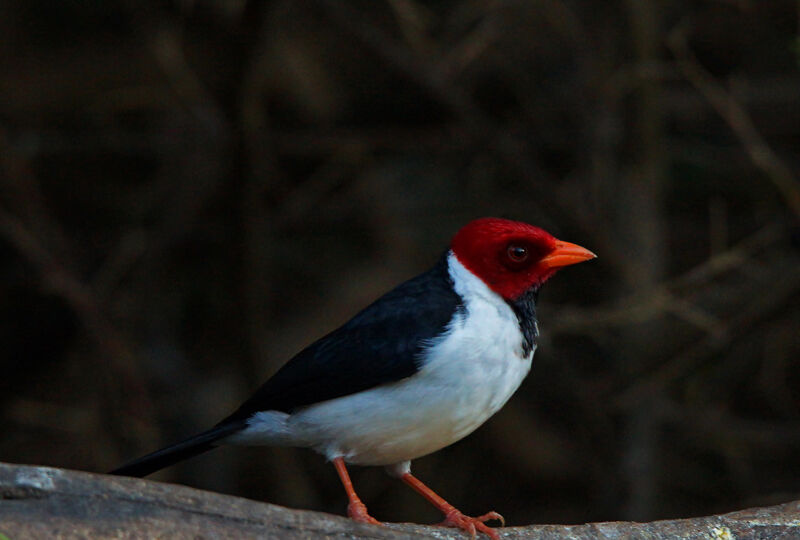 Yellow-billed Cardinal