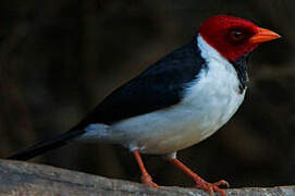 Yellow-billed Cardinal