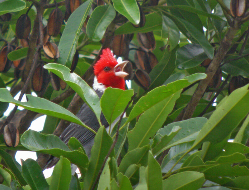 Red-crested Cardinal