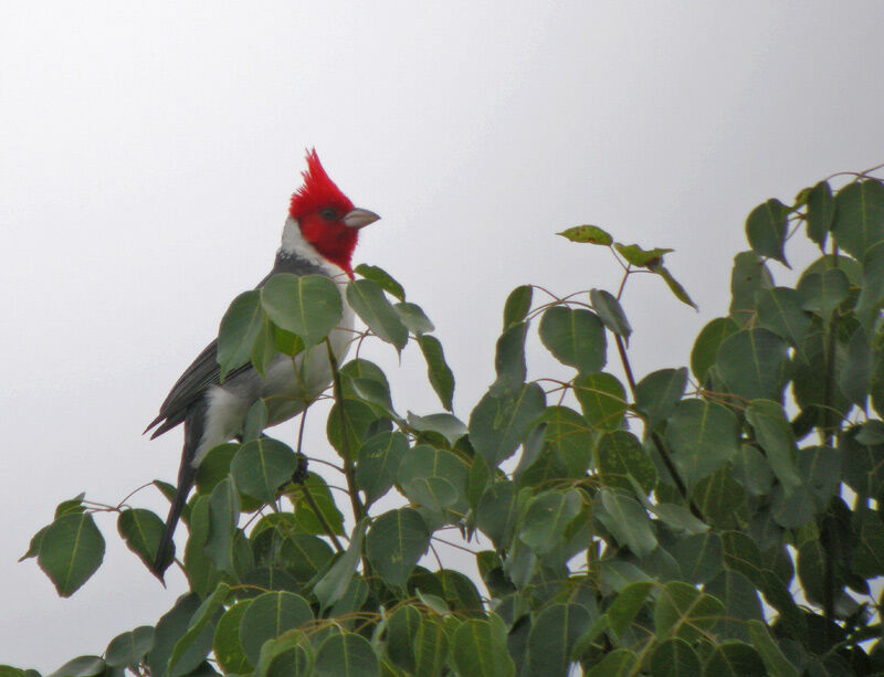 Red-crested Cardinal