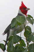 Red-crested Cardinal