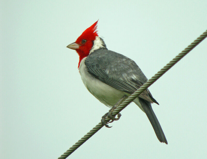 Red-crested Cardinal