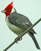 Red-crested Cardinal