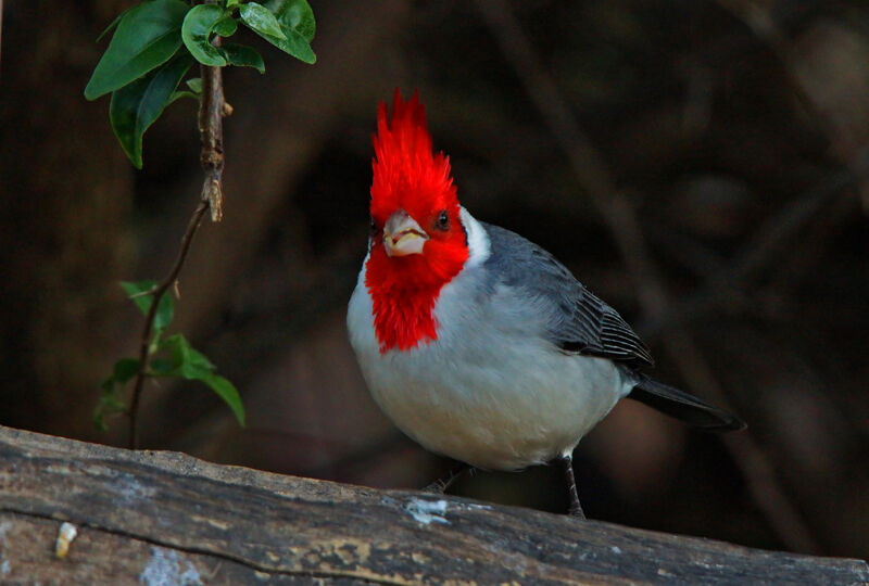 Red-crested Cardinal