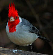 Red-crested Cardinal