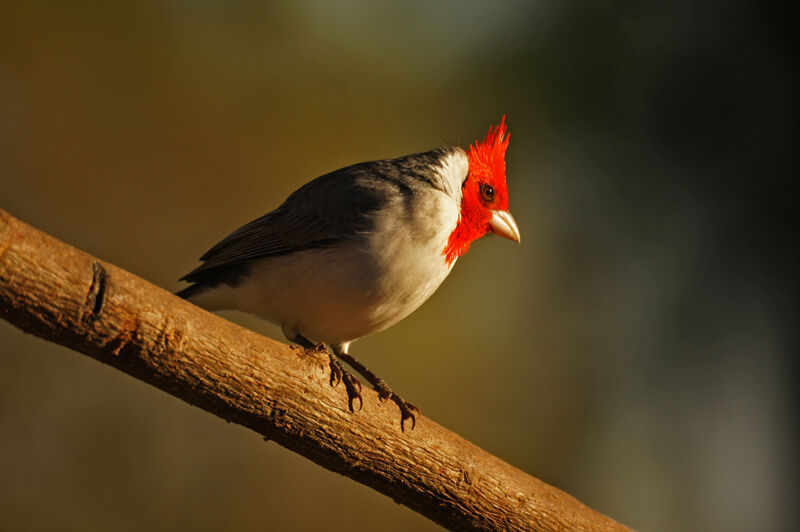 Red-crested Cardinal