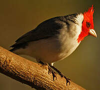 Red-crested Cardinal